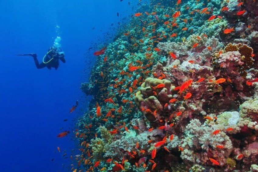 Full Day Snorkeling & Lunch on Tiran Island with Transfer Sharm