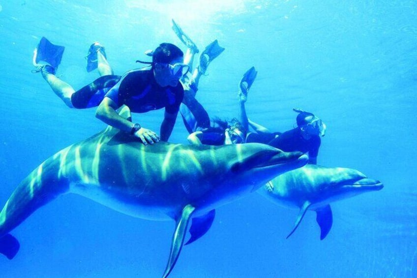 Dolphin House Sea Trip with Water Sport and Lunch in El Gouna