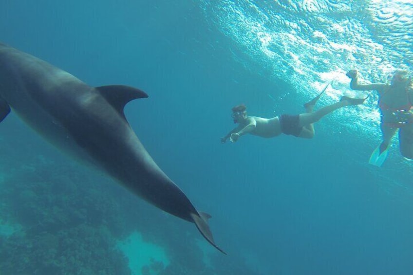 Dolphin House Sea Trip with Water Sport and Lunch in El Gouna