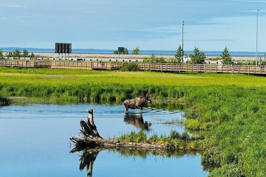 Potter Marsh