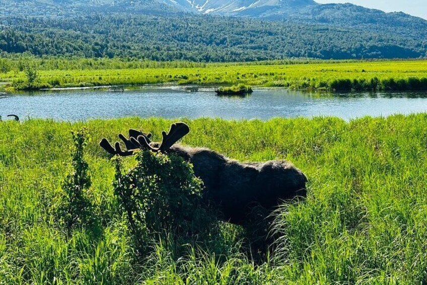 Moose at Potter Marsh