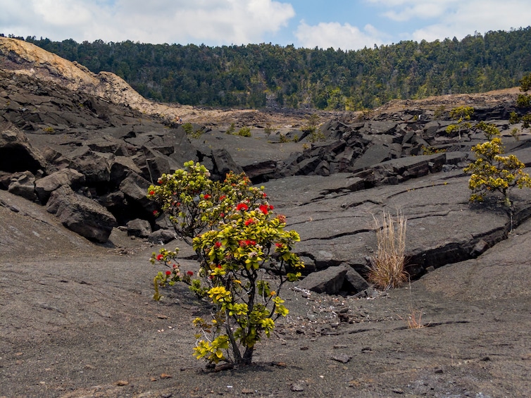Hawaii Volcanoes National Park Self-Guided Driving Audio Tour