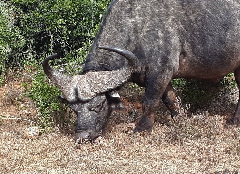 Picture 13 for Activity Port Elizabeth: Addo Elephant Park Full-Day Safari