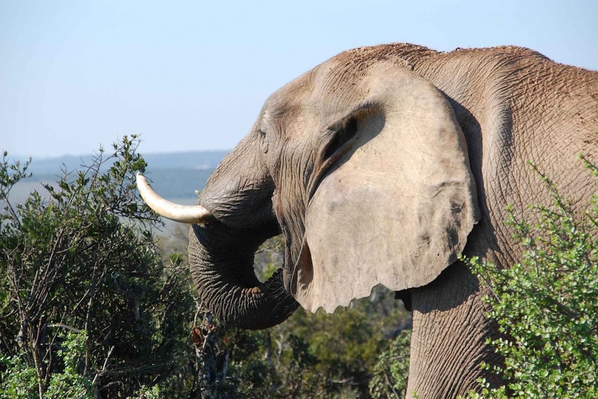 Picture 7 for Activity Port Elizabeth: Addo Elephant Park Safari Full-Day Tour