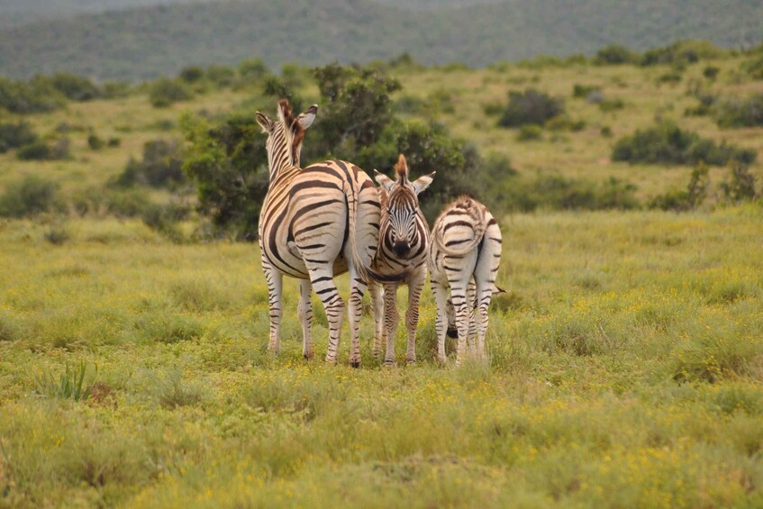 Picture 51 for Activity Port Elizabeth: Addo Elephant Park Full-Day Safari