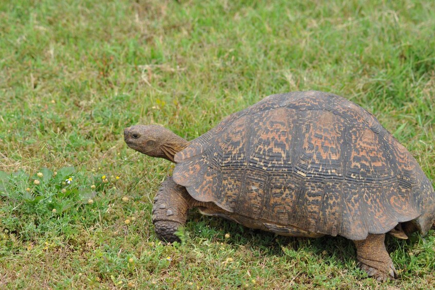 Picture 50 for Activity Port Elizabeth: Addo Elephant Park Full-Day Safari