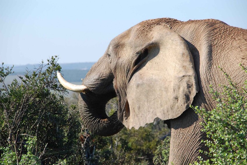 Picture 9 for Activity Port Elizabeth: Addo Elephant Park Full-Day Safari