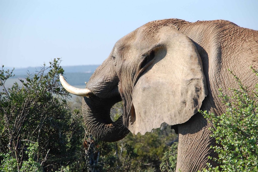 Picture 9 for Activity Port Elizabeth: Addo Elephant Park Full-Day Safari