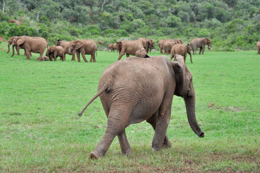 Picture 22 for Activity Port Elizabeth: Addo Elephant Park Full-Day Safari