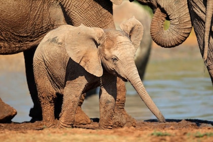 Port Elizabeth: safari de día completo en Addo Elephant Park