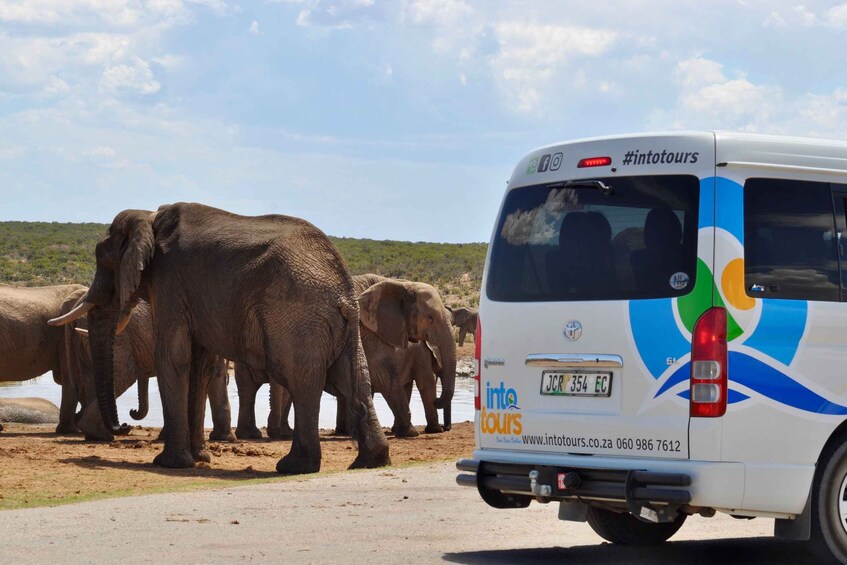 Picture 18 for Activity Port Elizabeth: Addo Elephant Park Full-Day Safari