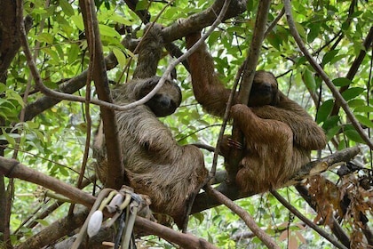 Roatan Eco Park Adventure Macaws Sloth Chocolate Rum Sample