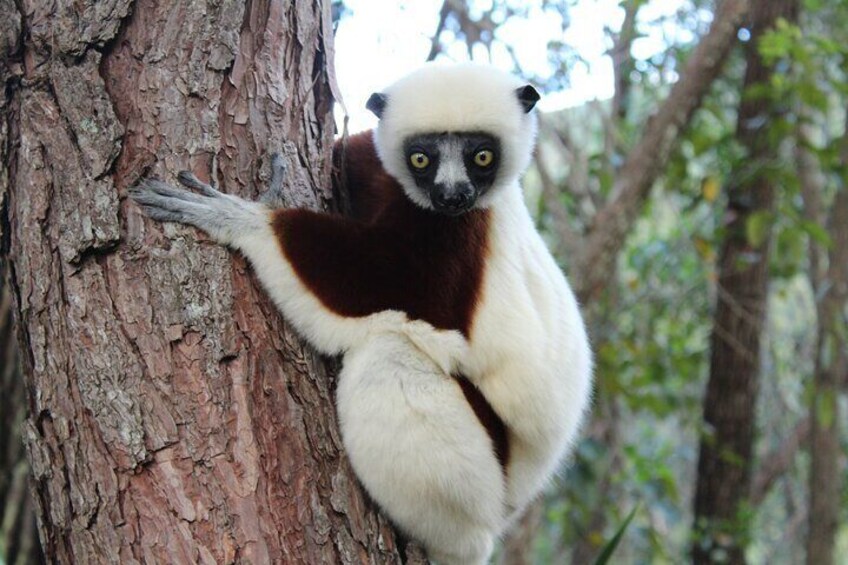 11 Days Discover Madagascar Lemurs, Baobabs and Tsingy