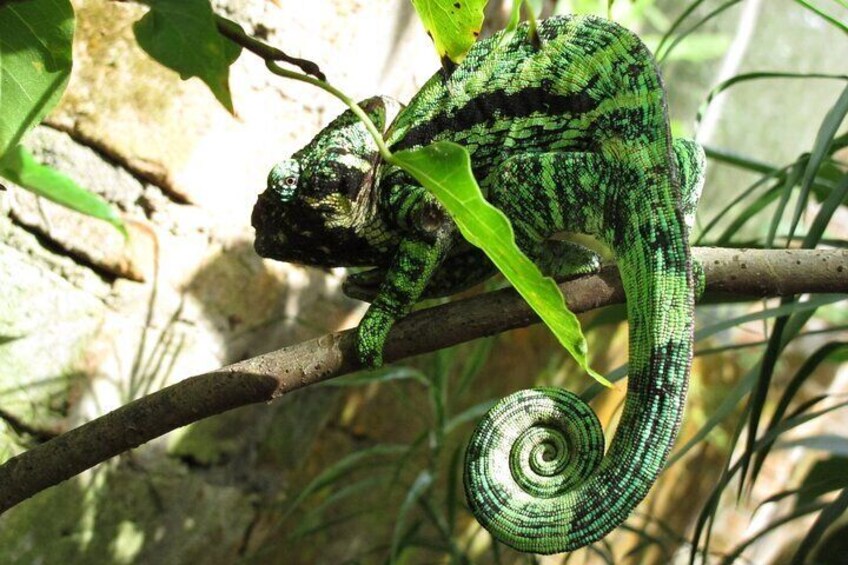 11 Days Discover Madagascar Lemurs, Baobabs and Tsingy