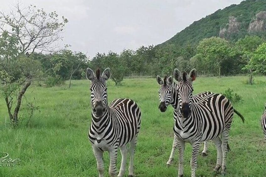 Some Zebra 