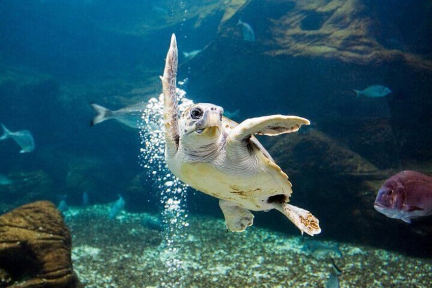Family Excursion: From Sea Wonders to Mythical Realms Adventure