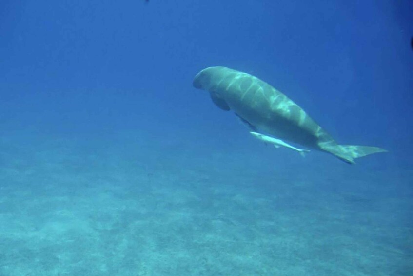 Picture 23 for Activity Hurghada: Royal Seascope Submarine Cruise with Snorkel Stop