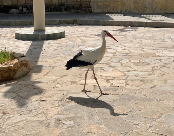 Pafos Zoo Visit & Blue Lagoon Cruise