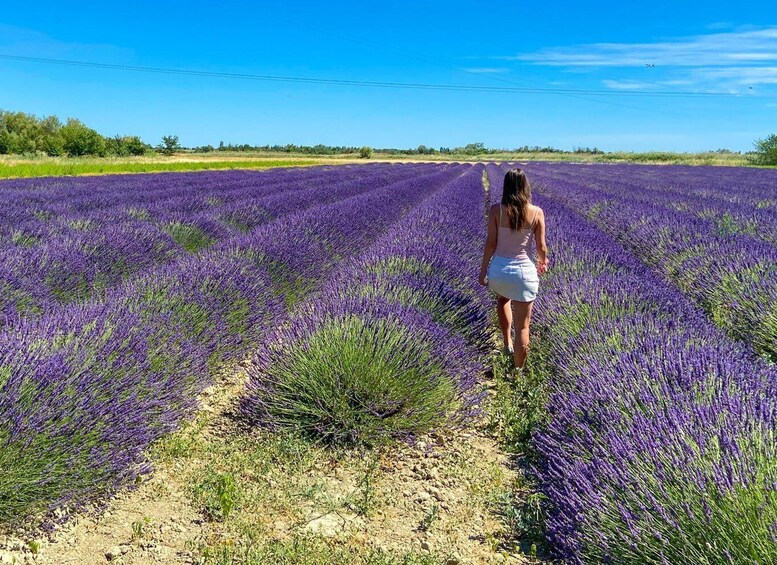 Picture 5 for Activity Lavender Field & Distillery Tour between Nimes & Arles