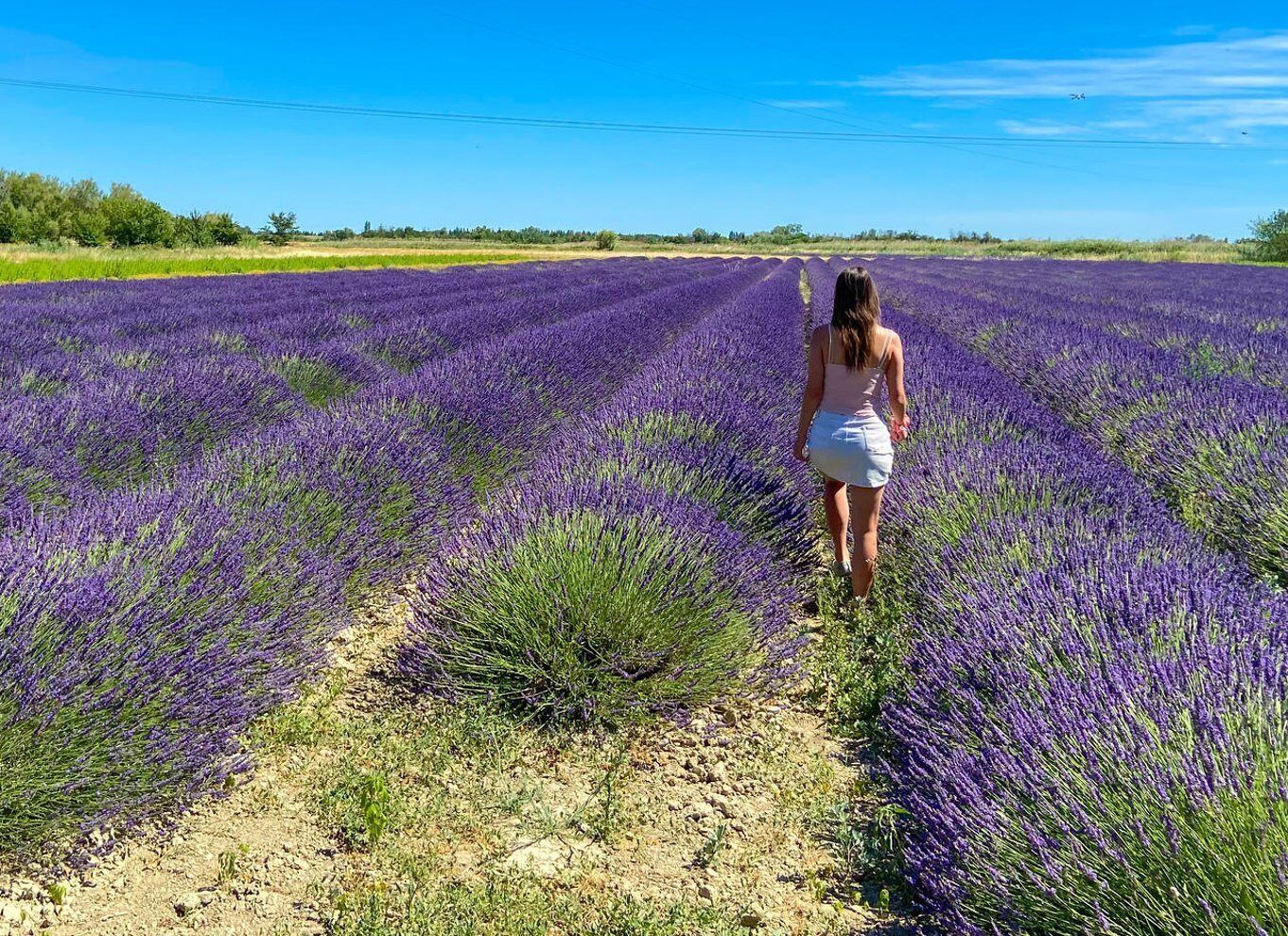 Picture 5 for Activity Lavender Field & Distillery Tour between Nimes & Arles