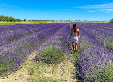 Lavender Field & Distillery Tour between Nimes & Arles
