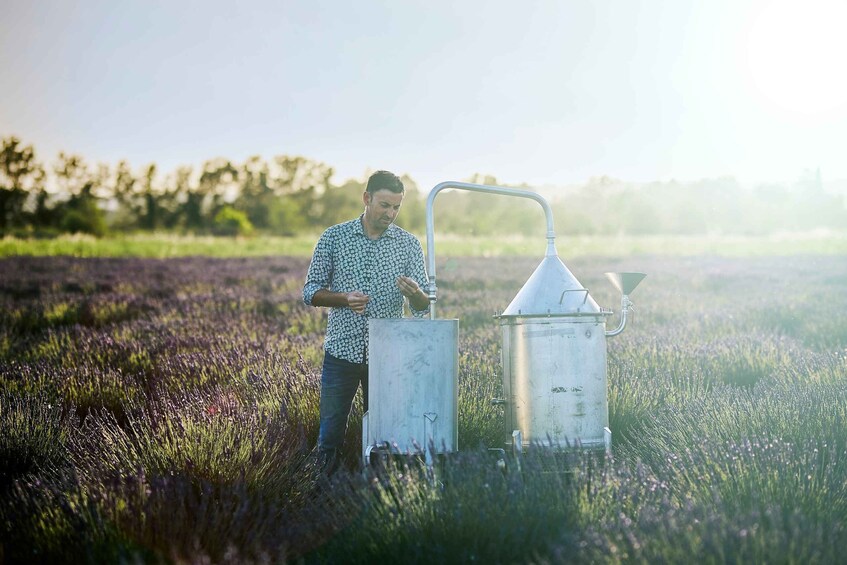 Picture 2 for Activity Lavender Field & Distillery Tour between Nimes & Arles