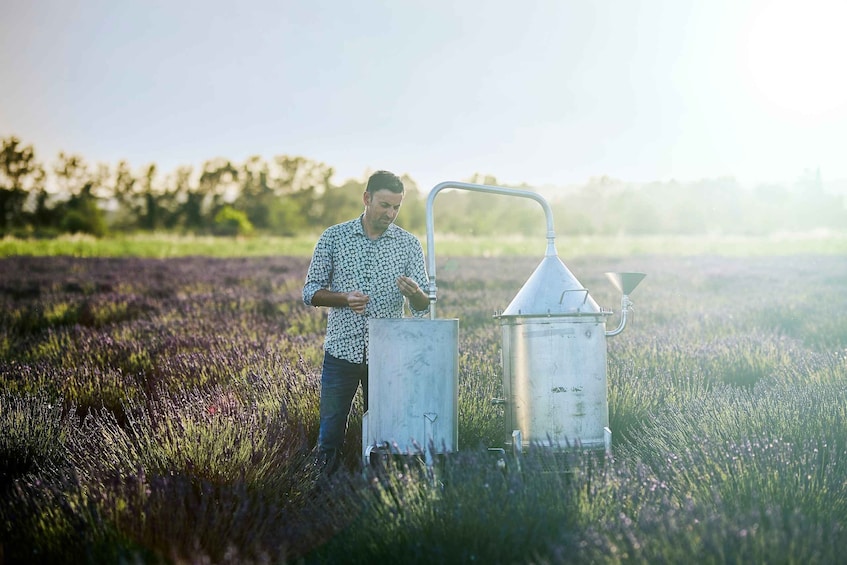 Picture 2 for Activity Lavender Field & Distillery Tour between Nimes & Arles