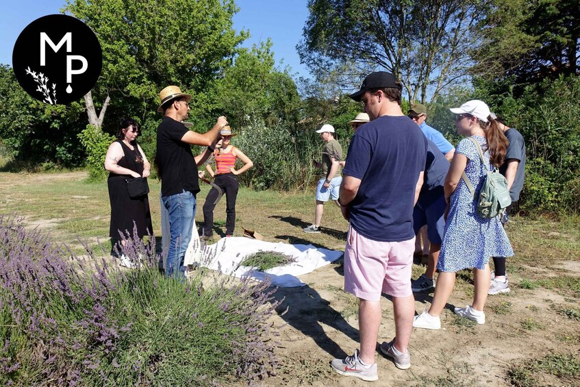 Picture 1 for Activity Lavender Field & Distillery Tour between Nimes & Arles