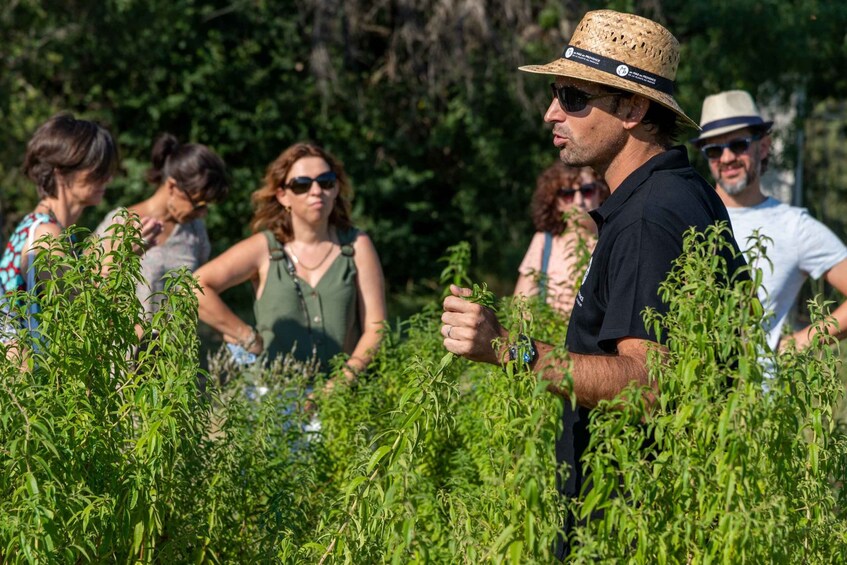 Picture 6 for Activity Lavender Field & Distillery Tour between Nimes & Arles