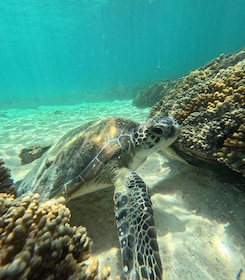 Mascate: Excursión de snorkel por las islas Daymaniat con refrescos