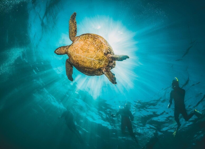 Picture 12 for Activity Muscat: Daymaniat Islands Snorkeling Tour with Refreshments