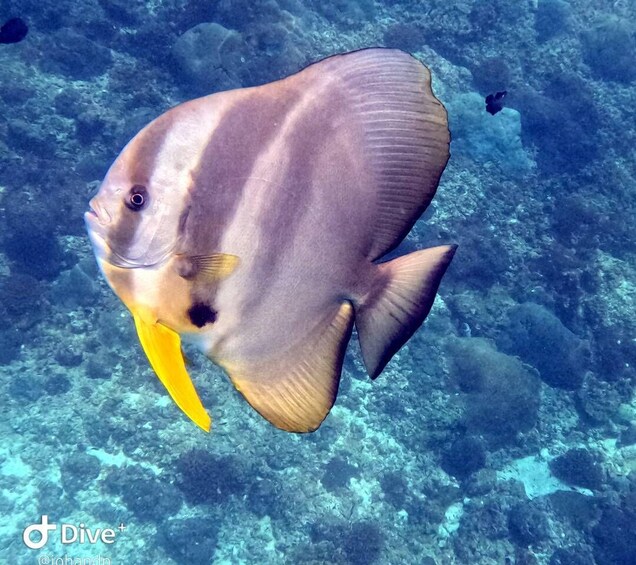 Picture 13 for Activity Muscat: Daymaniat Islands Snorkeling Tour with Refreshments