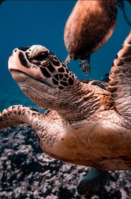Muscat: Daymaniat Islands Snorkelling Tour with Refreshments
