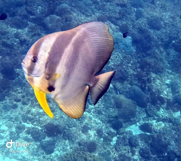 Picture 12 for Activity Muscat: Daymaniat Islands Snorkeling Tour with Refreshments