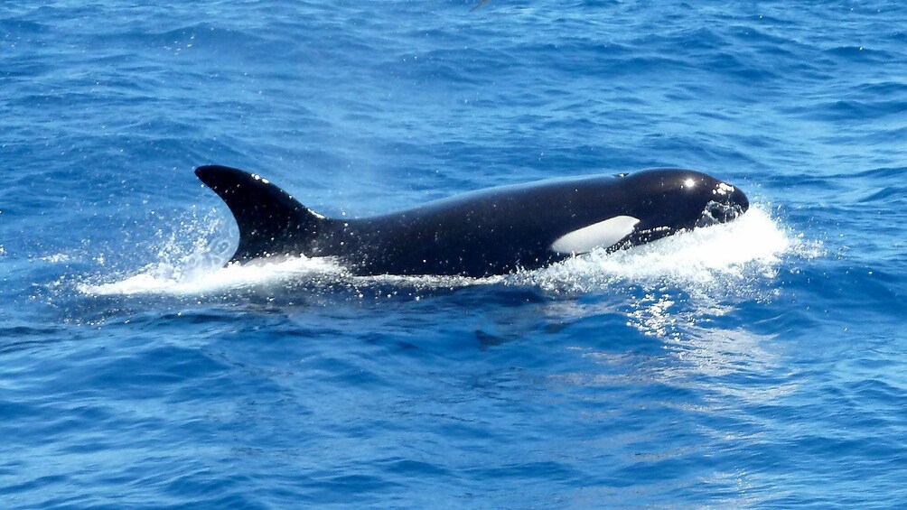 Orca breaching surface in Perth