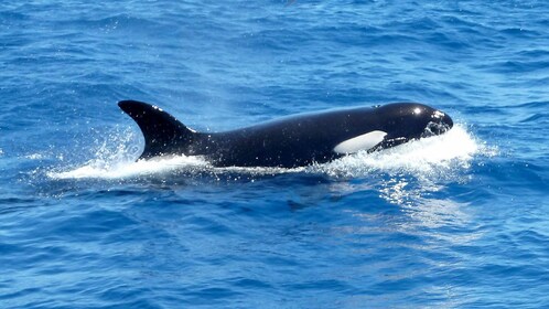 Full-Day Killer Whale Expedition with Tea & Lunch
