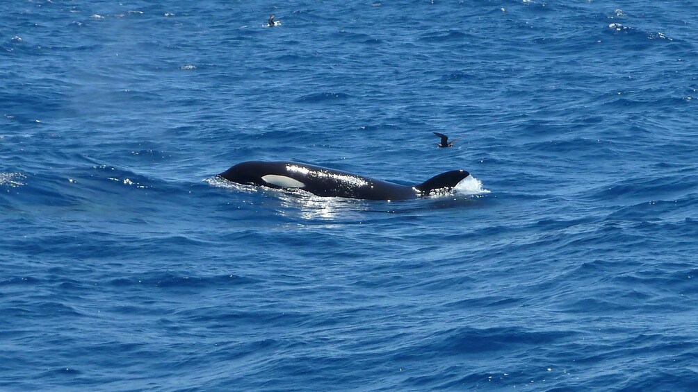 Orca resting at surface of water in Perth