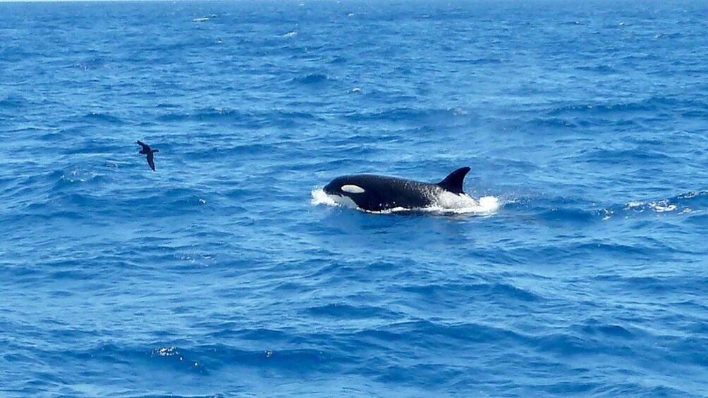 Orca breaches water with bird flying in front in Perth