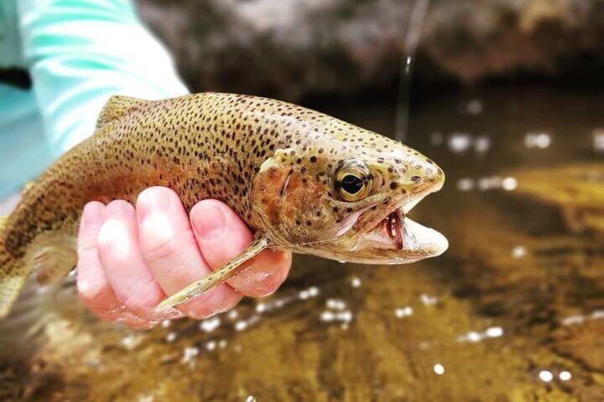 Fly Fishing in Cape Town for Five Hours