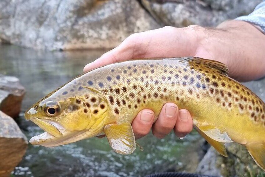 Fly Fishing in Cape Town for Five Hours