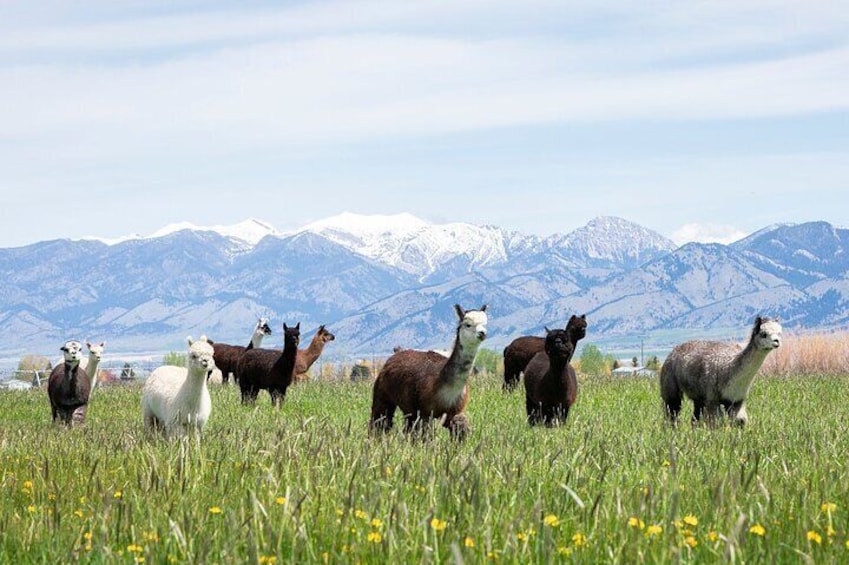 Welcome to Alpacas Of Montana!