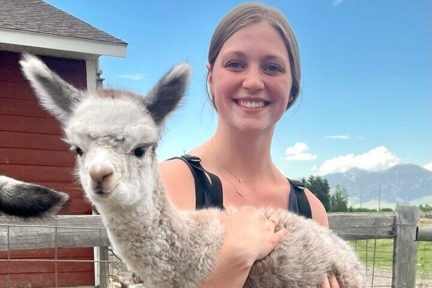 Hug an alpaca baby