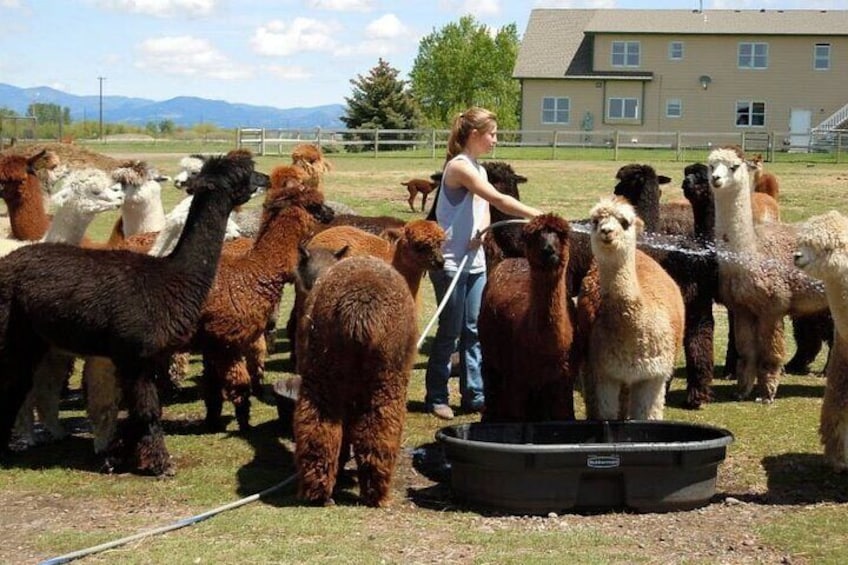 On hot days, spray the alpacas with cool water
