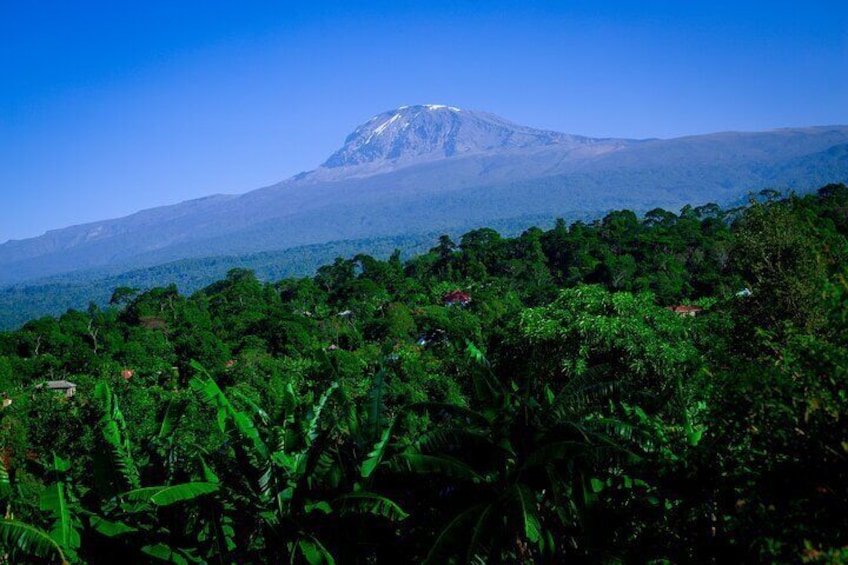 The view of Kilimanjaro from our picnic area