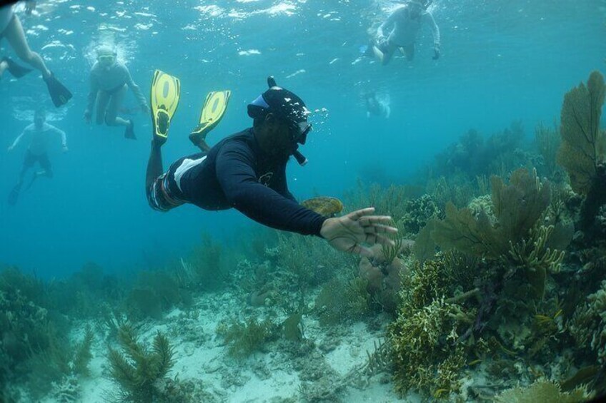 Half Day Snorkel to Laughing Bird Caye