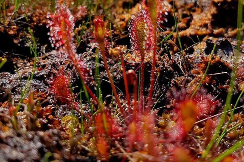 Private Kemeri National Park Bog Walking trail