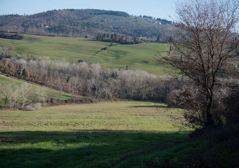 Picture 1 for Activity Toscana: Truffle Hunting and Tasting