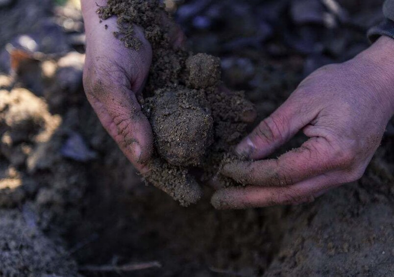 Picture 2 for Activity Toscana: Truffle Hunting and Tasting