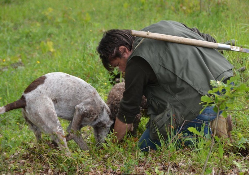 Picture 4 for Activity Toscana: Truffle Hunting and Tasting