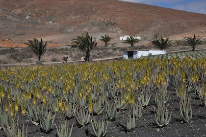 Gran Canaria Rundfahrt: Vergangenheit und Gegenwart